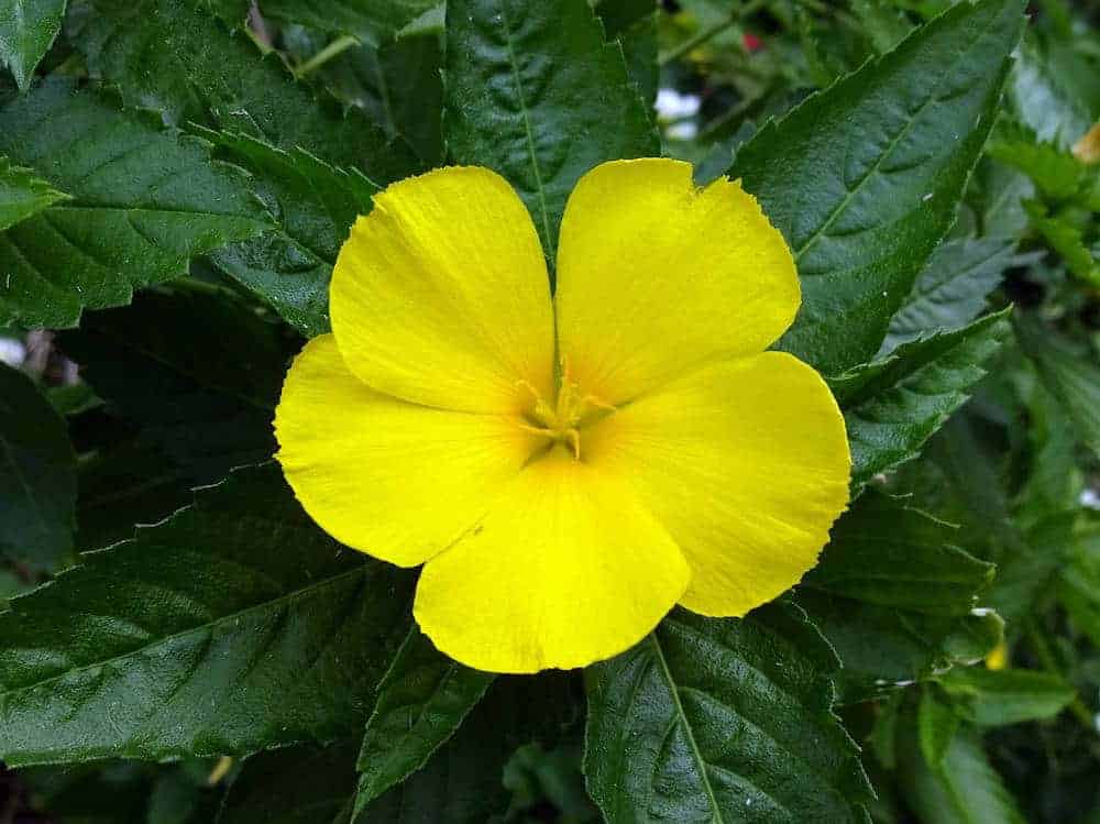 herbs that can boost a man's sexual performance