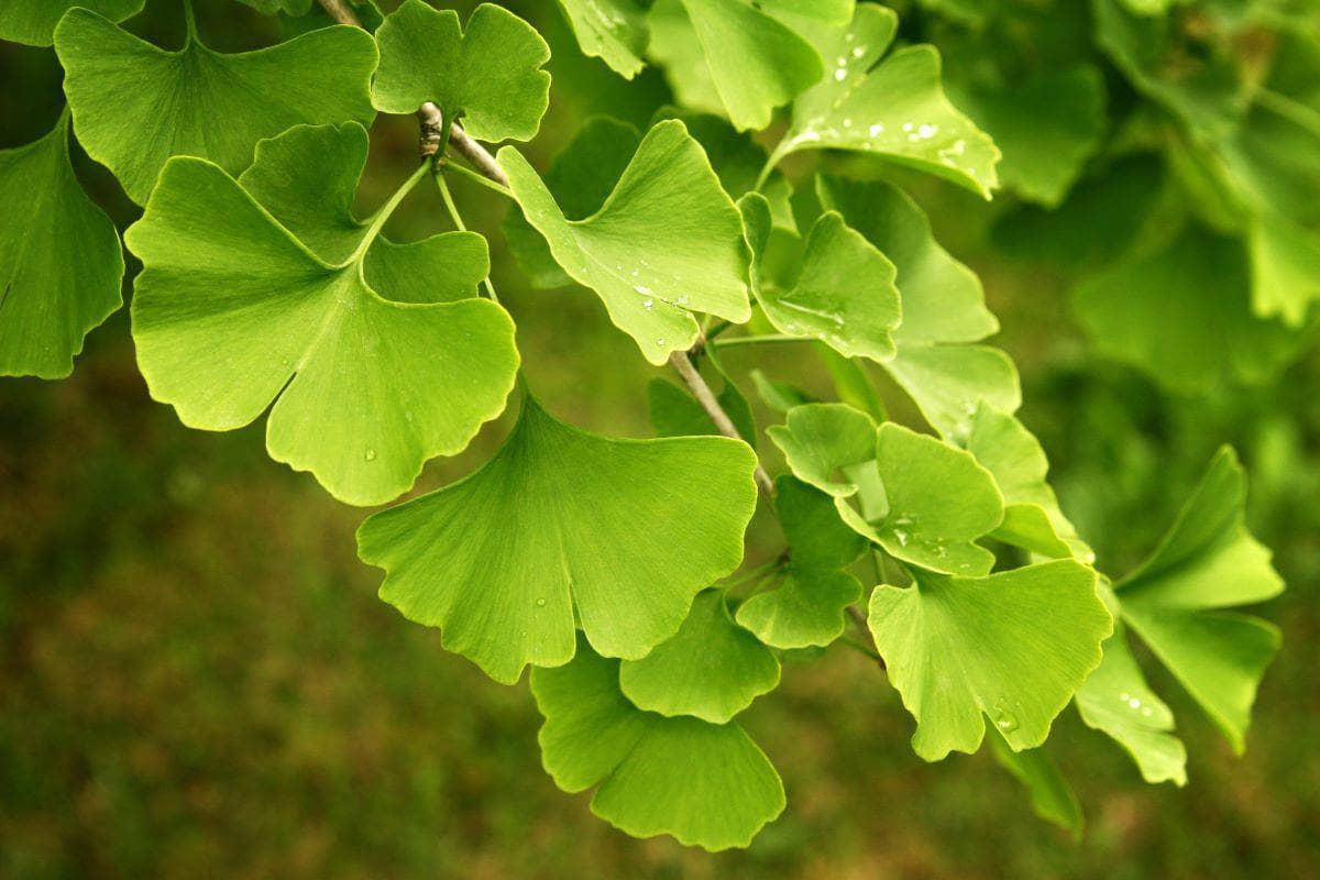 herbs that can boost a man's sexual performance
