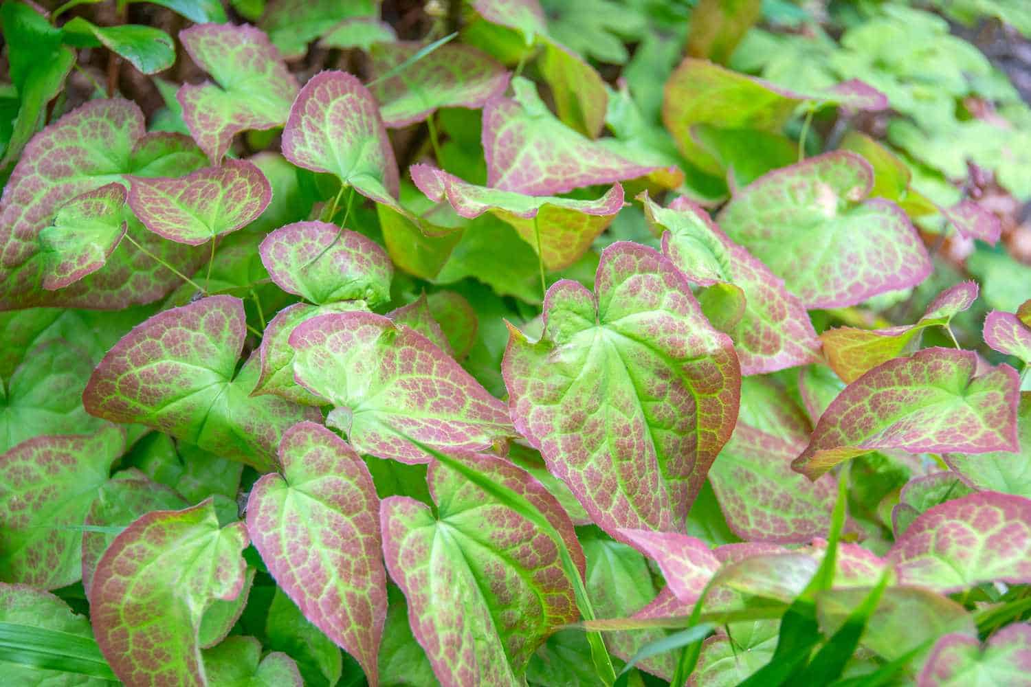herbs that can boost a man's sexual performance