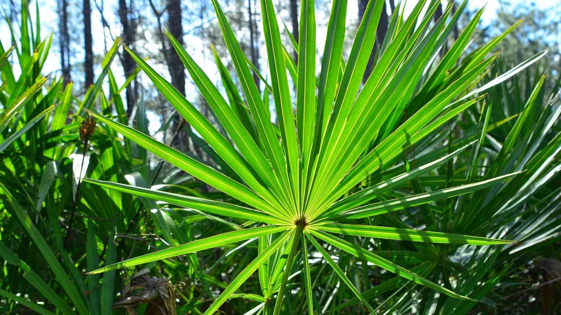 herbs that can boost a man's sexual performance