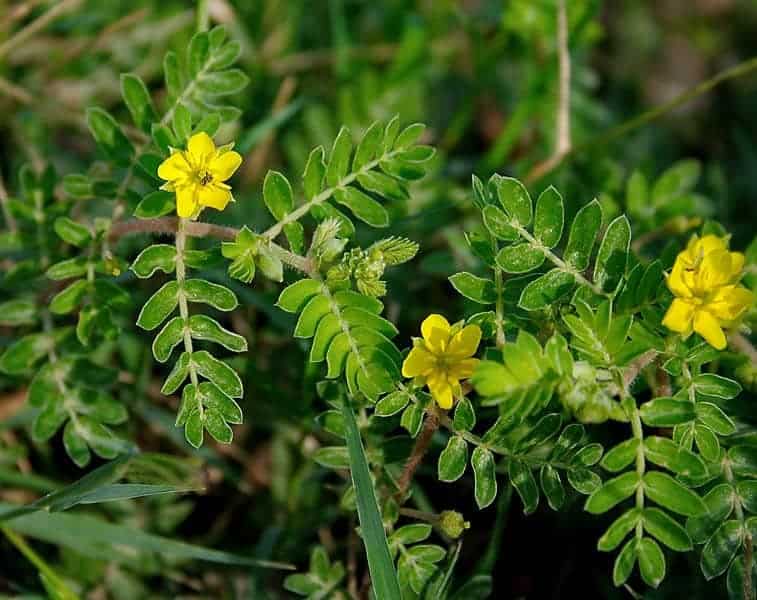 herbs that can boost a man's sexual performance